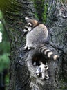 Two Raccoons In Tree