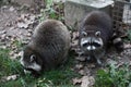 Two raccoons