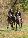 Two Racehorses in Training