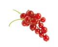 Two racem of redcurrant berries, isolated Royalty Free Stock Photo