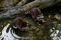 Two racoons are cleaning in the river on the waterfront