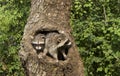 Two Racoons in a Hole