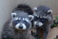 Two racoons look forwards