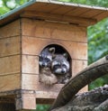 Two raccoons resti in wooden house Royalty Free Stock Photo
