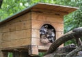 Two raccoons resti in wooden house Royalty Free Stock Photo