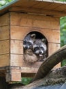 Two raccoons resti in wooden house Royalty Free Stock Photo