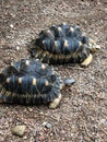 Two radiated tortoises on rocky ground