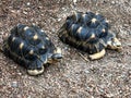 Two radiated tortoises on rocky ground