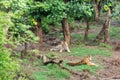 Two Radio or tracking collar bengal tigers or a mating pair in beautiful green trees and background at Sariska