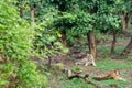 Two Radio or tracking collar bengal tigers or a mating pair in beautiful green trees and background at Sariska