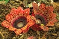 Two Rafflesia Sapria himalayana Griff flowers on Hill Evergree Royalty Free Stock Photo