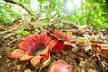 Two Rafflesia Sapria himalayana Griff flowers on Hill Evergree Royalty Free Stock Photo