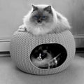 Two ragdoll cats with blue eyes in cozy pet home.