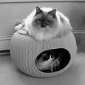 Two ragdoll cats with blue eyes in cozy pet home.