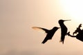 Two Rainbow Hummers at Feeding Port Royalty Free Stock Photo