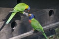 Two rainbow lories parrots interacting Royalty Free Stock Photo