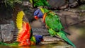 Two rainbow lorikeets in a bird bath