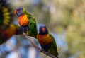 Two rainbow lorikeets on a branch as a third flies away Royalty Free Stock Photo