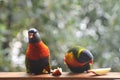 Two rainbow lorikeets feeding on a fence. Royalty Free Stock Photo