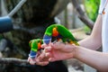 Two rainbow lorikeets parrot eating from a cups helding by male hands in contact zoo. Visiting Safari park, family time