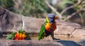 Two rainbow lorikeets playing in a bird bath Royalty Free Stock Photo