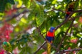 Two rainbow lorikeets and a scaly-brested lorikeet Royalty Free Stock Photo