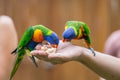 Two Rainbow Lorikeets sitting on human Hand and Feeding, Queensland, Australia