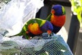 Two rainbow lorikeets sitting on a net