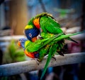 Two Rainbow Lorikeets (Trichoglossus moluccanus) perched on a rustic branch Royalty Free Stock Photo