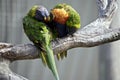 Two rainbow lorikeets Royalty Free Stock Photo