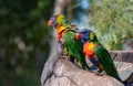 Two rainbow lorikeets wet from the bird bath