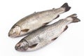 Two rainbow trouts isolated on white Royalty Free Stock Photo