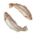 Two rainbow trouts on white Royalty Free Stock Photo