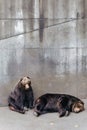 Two raised Brown Bear sleep on the concrete ground in animal area at Noboribetsu Bear Park in Hokkaido, Japan Royalty Free Stock Photo