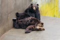 Two raised Brown Bear sleep on the concrete ground in animal area at Noboribetsu Bear Park in Hokkaido, Japan Royalty Free Stock Photo