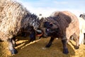 Two rams butting Royalty Free Stock Photo