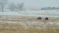 Two ranch horses grazing in a meadow as it snows Royalty Free Stock Photo