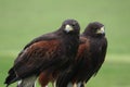 Two raptor birds waiting to hunt Royalty Free Stock Photo