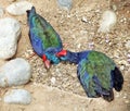 Two rare birds - takahe Royalty Free Stock Photo