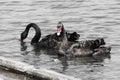 Two rare black swans on a tranquil lake, photo in black and white (exception unique red beak)