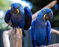 Two rare blue and yellow Hyacinth Macaw parrots in a silly pose Royalty Free Stock Photo