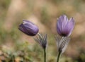 Two rare and protected flowers blooming in forest Royalty Free Stock Photo