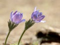 Two rare and protected flowers blooming in forest Royalty Free Stock Photo