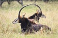 Two Rare Sable antelopes