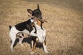 Two dogs play with stick Royalty Free Stock Photo