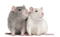 Two rats, 12 months old Royalty Free Stock Photo