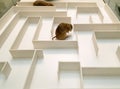 Two rats are in different parts of the white maze.