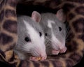 Two rats eating Royalty Free Stock Photo