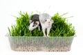 two rats of the husky breed in green grass on a white background