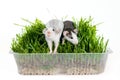 Two rats of the husky breed in green grass on a white background